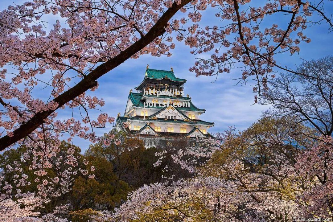 日本樱花展现实力，夺得胜利